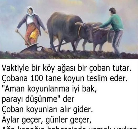Çobana 100 tane koyun teslim eder.