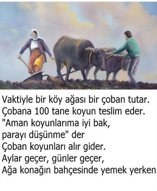 Çobana 100 tane koyun teslim eder.