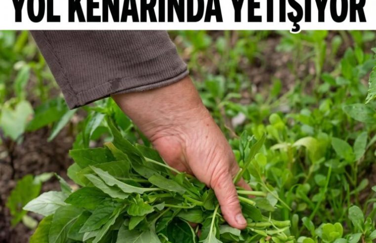 Dünyanın en sağlıklı yeşilliği belli oldu